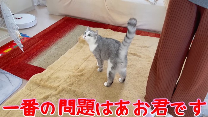 しっぽを立てている猫