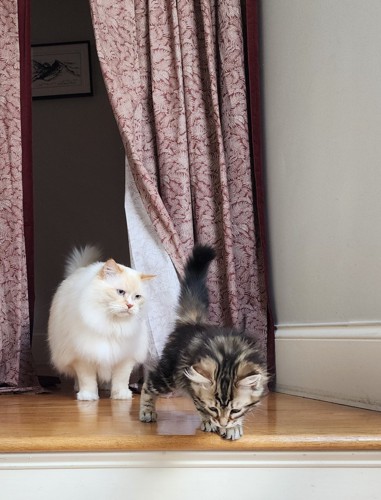 子猫を見る成猫