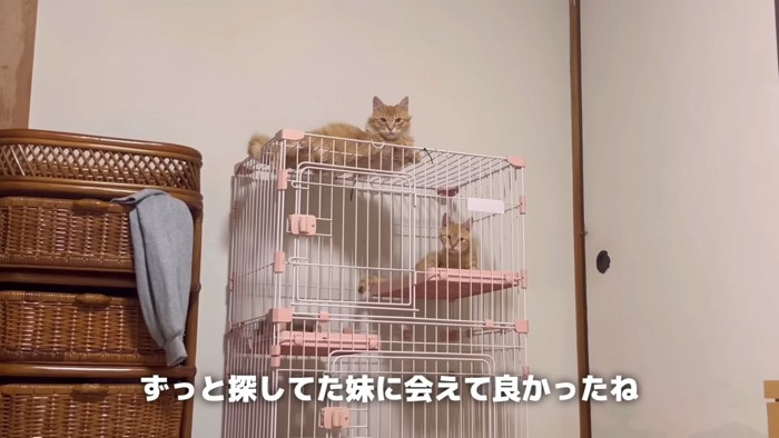 ケージの中と上にいる猫