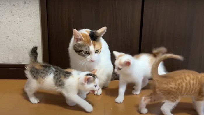 子猫を呼び寄せる母猫