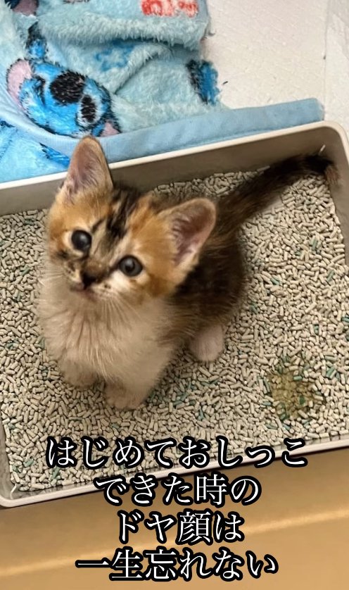 トイレの中にいる子猫