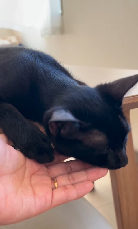 寝る子猫