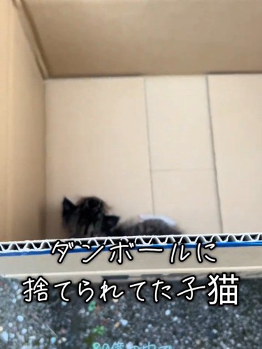 箱の中にいる子猫