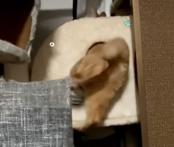向こう側に頭が出ている猫