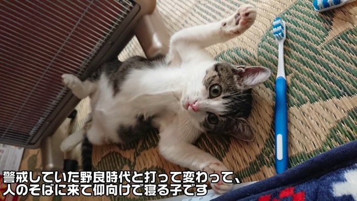 前足を広げて仰向けになる子猫