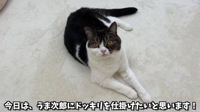 見上げる猫