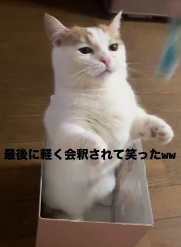 目を細める猫