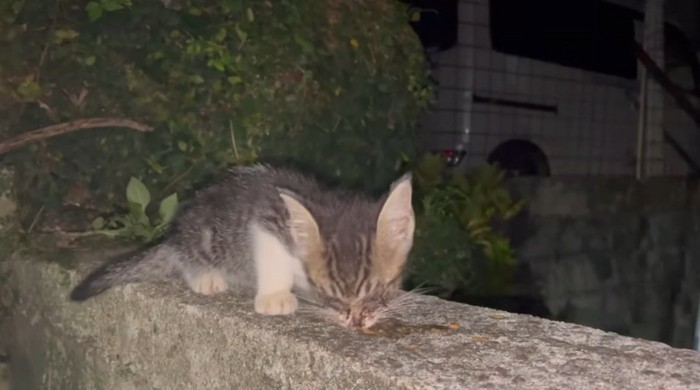 ご飯を食べる野良の子猫