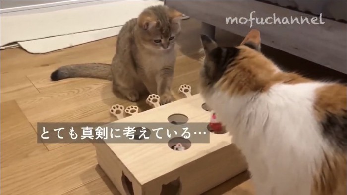 もぐらたたきで遊ぶ猫