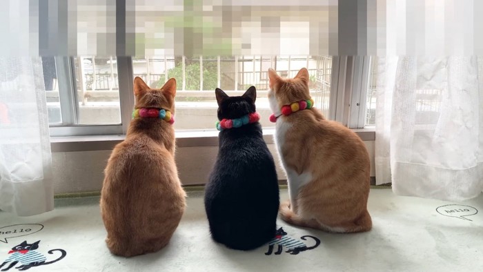 外を見ている3匹の猫