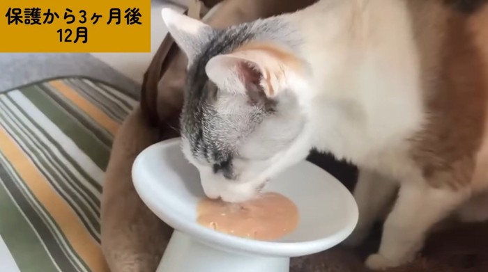 ちゅーるに投薬
