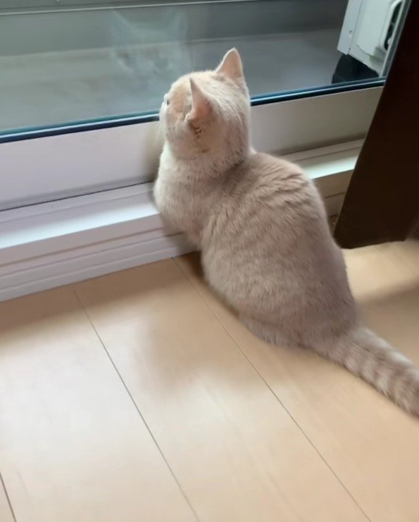 外を見ているむぎちゃん
