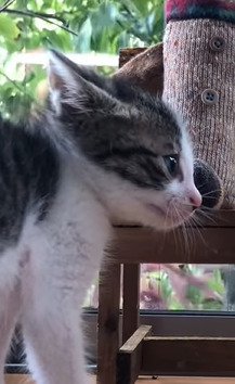 イカ耳の子猫