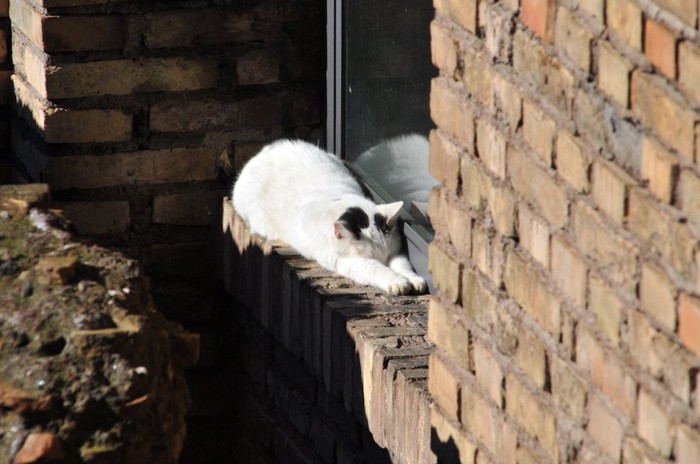 住宅街で両手を伸ばして眠る猫