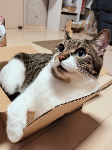 段ボール箱の中で座って、手を箱の縁に置く猫