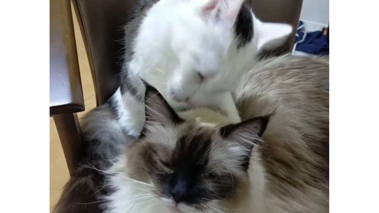 毛づくろいしている猫