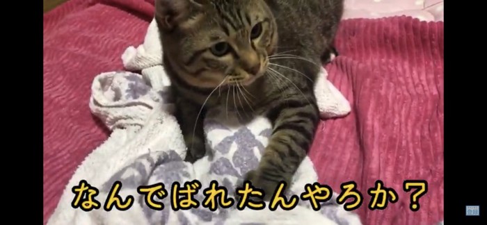 伏せする猫