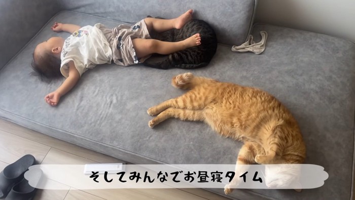 赤ちゃんのことをなめる猫