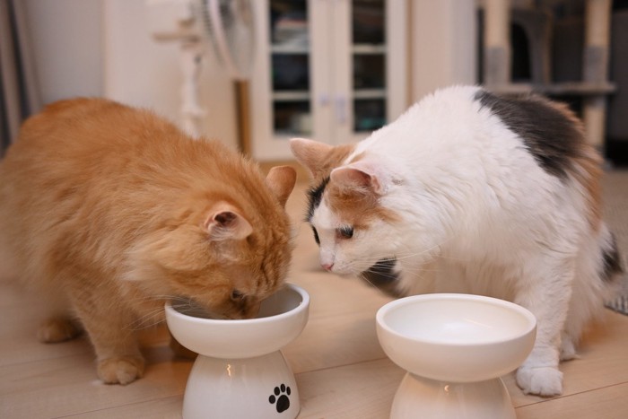 隣の猫のフードが気になる猫