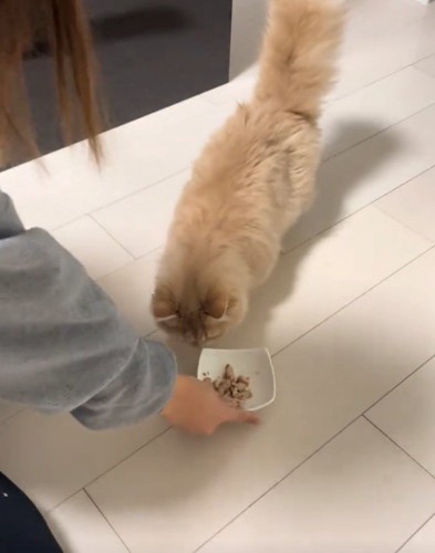 ご飯を見る猫