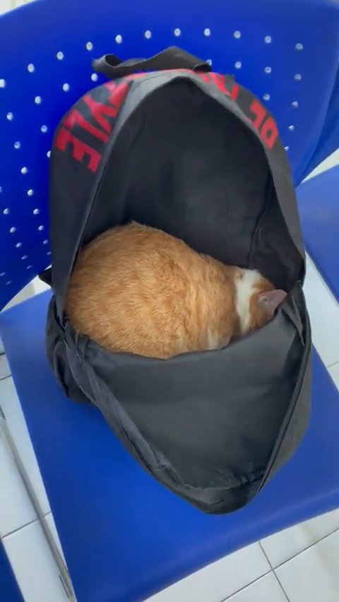 リュックの中で丸くなる猫