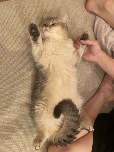 へそ天する猫