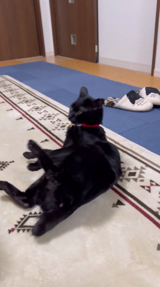 後ろに倒れる猫