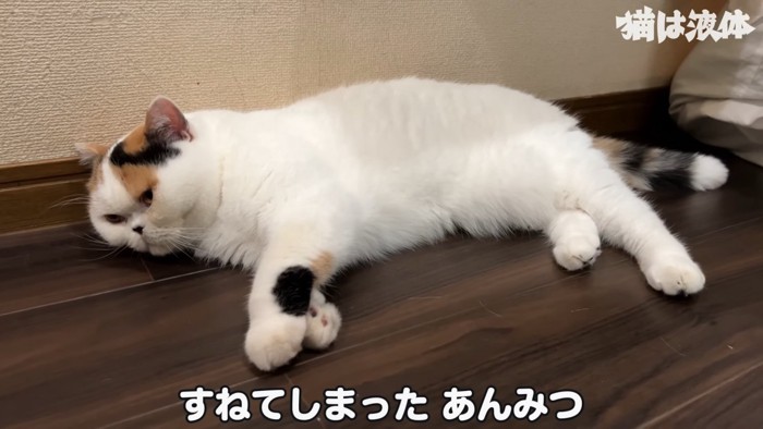 横になる猫