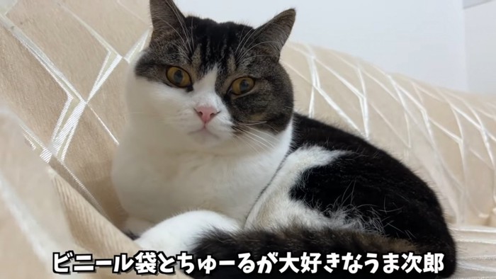 座る猫