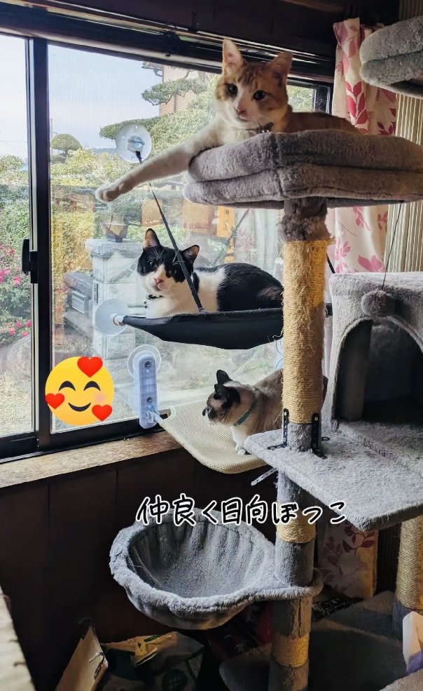 キャットタワーで日向ぼっこする茶白猫と白黒猫とシャム猫