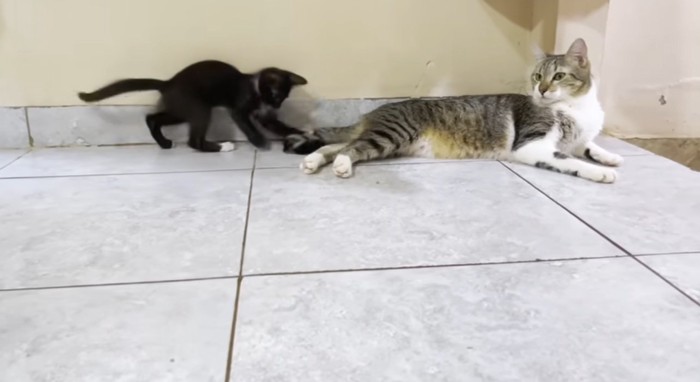 猫に尻尾で遊んでもらう白黒の子猫