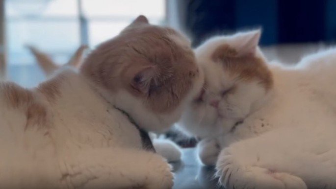 毛づくろいする2匹の猫