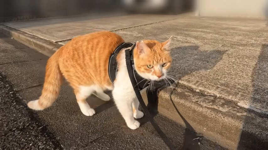 警戒する猫