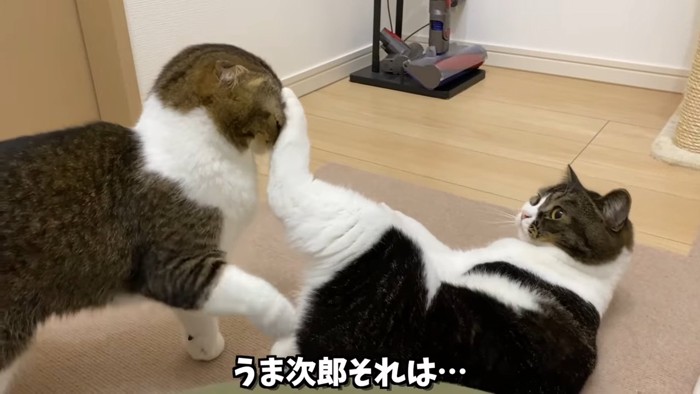 折れ耳猫の顔をキックする立ち耳猫