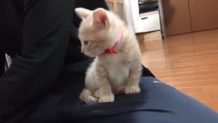飼い主の膝の上に乗っている子猫