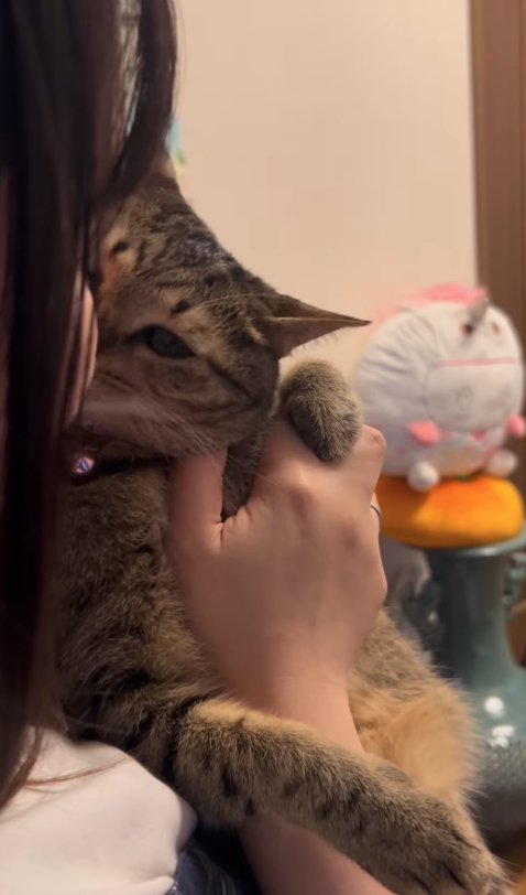 抱っこされて飼い主の顔を舐める猫