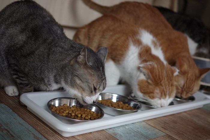 ごはんを食べる猫たち