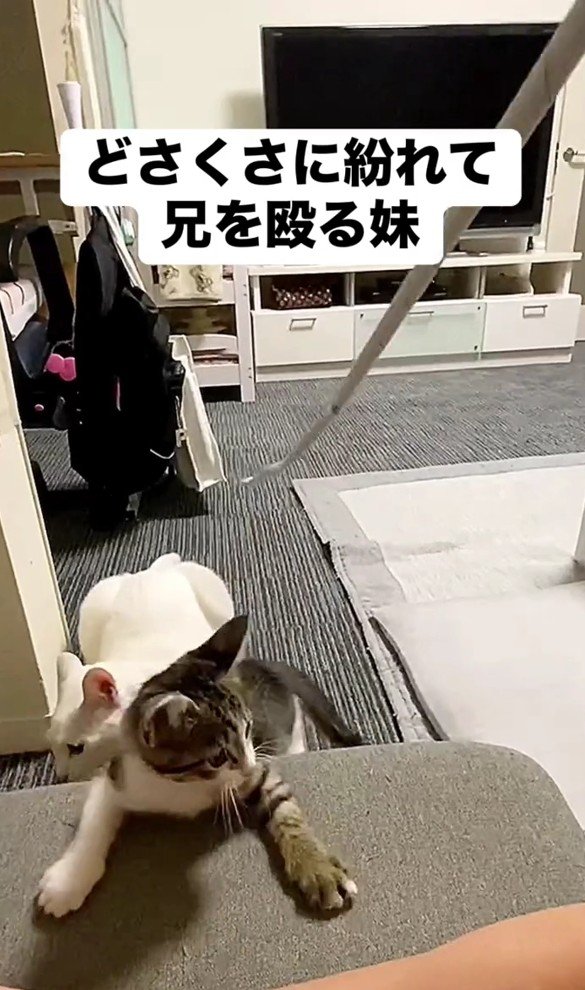 幸吉くんを押しのけて遊ぶレアちゃん