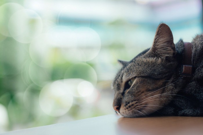 窓辺で寝る猫