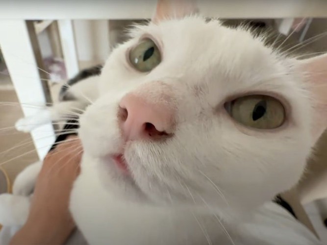 見つめる猫