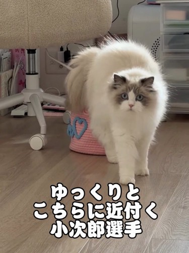 真剣な顔で歩いてくる猫