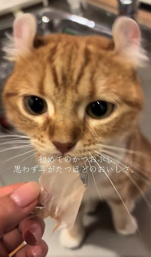 鰹節を食べようとしている猫