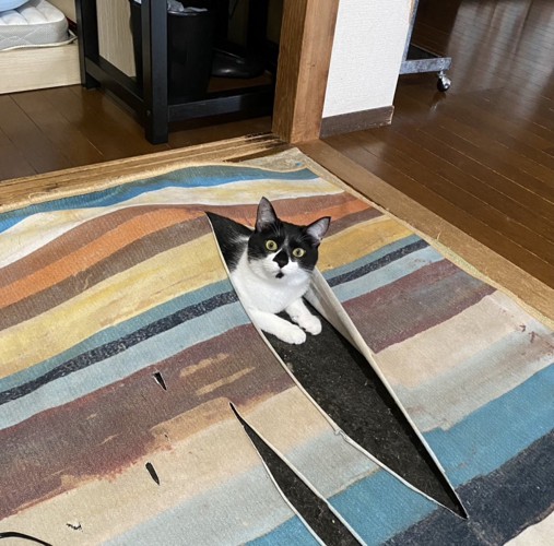 破ったマットの隙間から顔を出すハチワレ猫