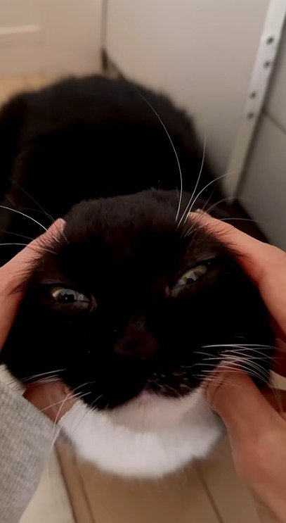 飼い主にかまわれて目を細める猫