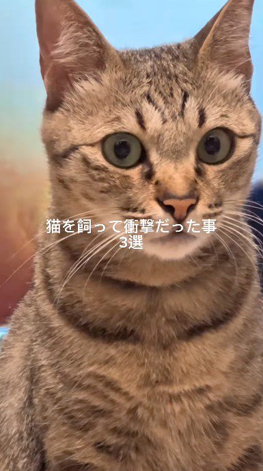 遠くを見つめる猫
