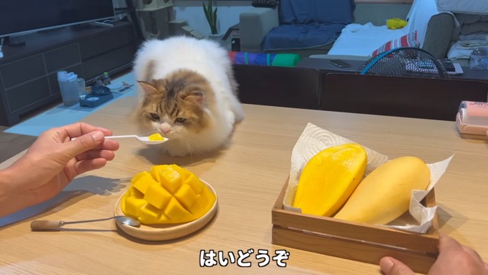 スプーンに乗ったマンゴーのにおいを嗅ぐ猫