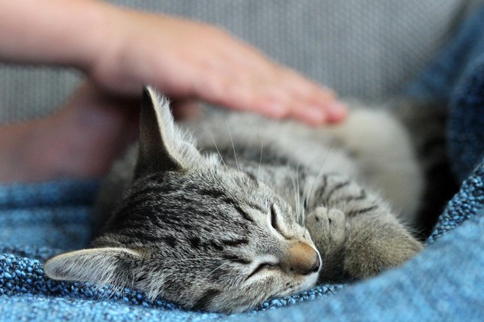 右向きで眠る猫