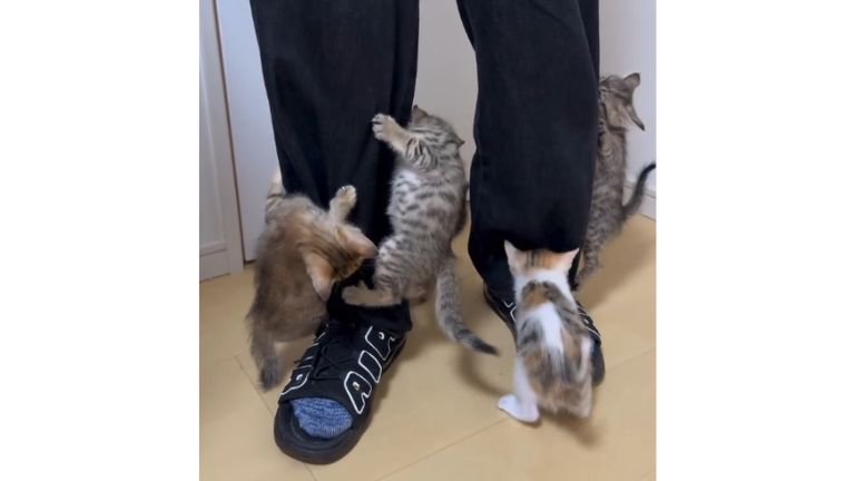 人の脚と子猫たち