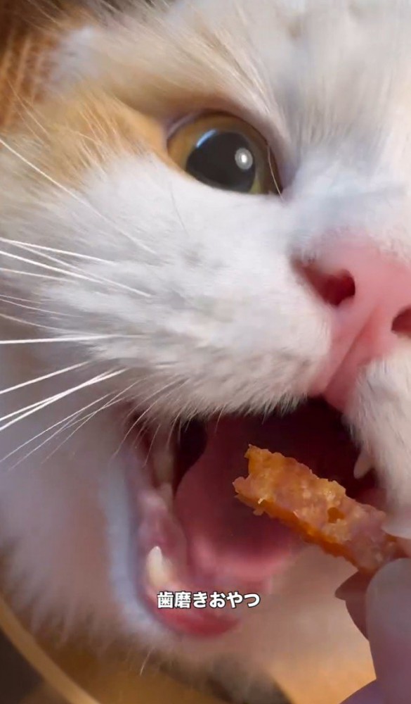 おやつにかじりつく猫