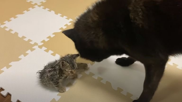 ビチャビチャになった子猫と見守る犬